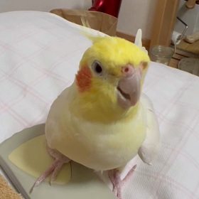 ヘドバンの画像