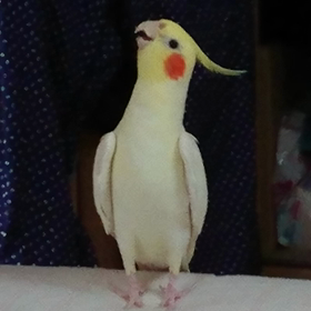 ご機嫌の画像