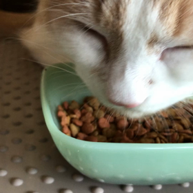 ごはんの食べ方。の画像