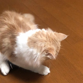 1人と1匹の好きなモノ。の画像