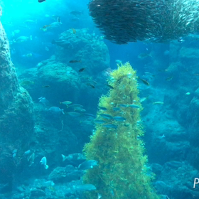 新江ノ島水族館・相模湾大水槽の画像