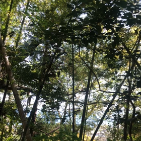 森林浴の画像