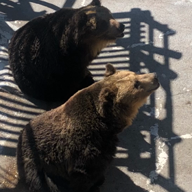 ひとり旅✴︎北海道✴︎11-ク  マ牧場②-の画像