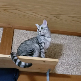 れい♪の画像