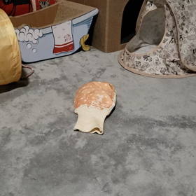 ズサー｡の画像