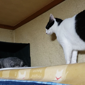 Ｏvsはちこの画像