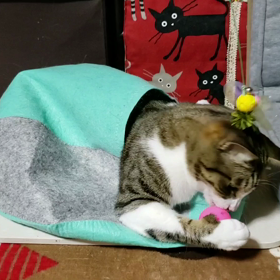 忙しい猫  の画像