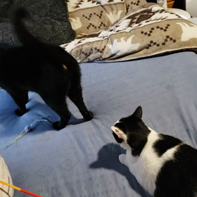 あーはちの画像