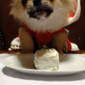 続 花ちゃんのXmasイブ(動画)の画像