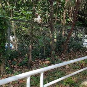 地域猫in桜坂の画像