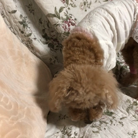 お仕事　再開の画像