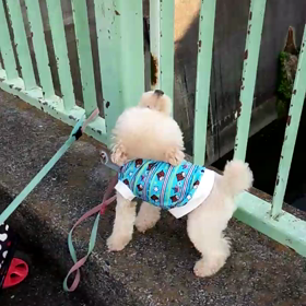 歌う犬モカ雄!(^^)!の画像