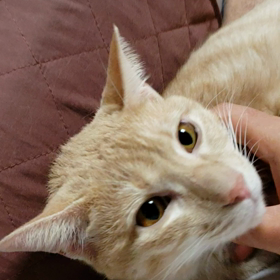 お互いに癒しあう(=^ェ^=)の画像