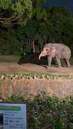 ズーラシア・ナイト（夏の思い出）の記事動画