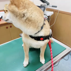 怒ってませんの画像