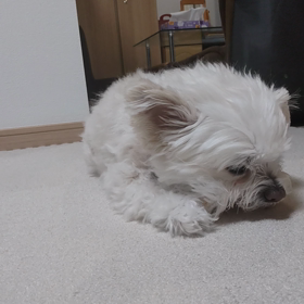 雪かきで動悸息切れの画像