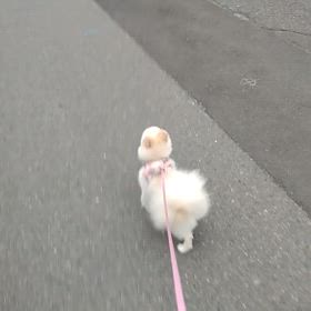 アミのお散歩事情と選挙の画像