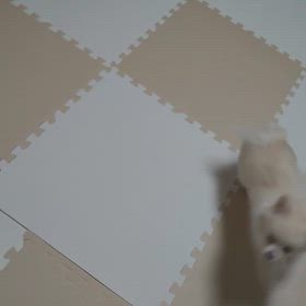 アミのルーティンの画像