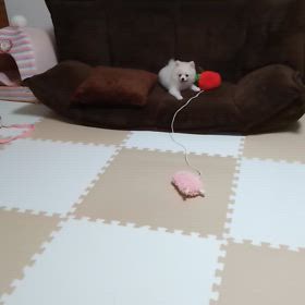 パワフルアミの画像
