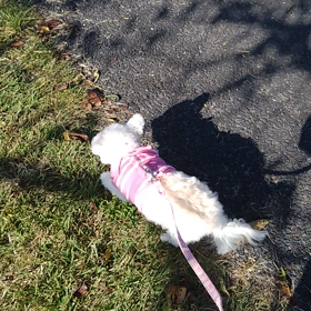 セカンドオピニオンを考えてますの画像