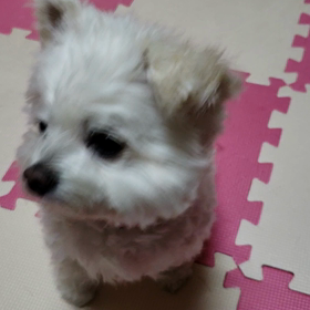 元旦那の彼女にお風呂を使わせることになった訳の画像
