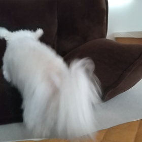 モコの涙やけの画像