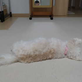 しばらくぶりに見た母の夢の画像