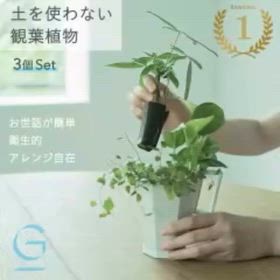 【ママ必見！枯れへん観葉植物】の画像