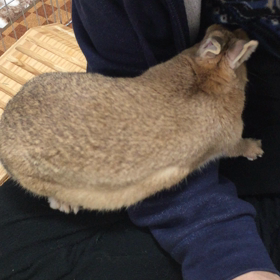 も  ことぱぱちゃんの画像