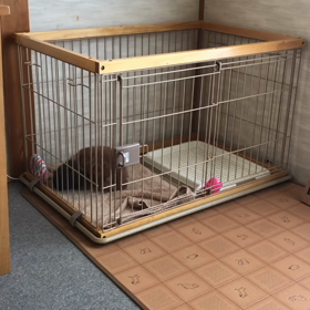 お家に来て4日目♬の画像