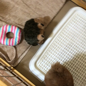お家に来て2日目♬の画像