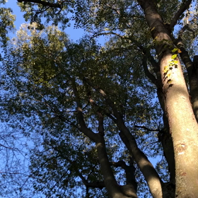 ［いづみの不登校その後のお母さんとのお茶会］開催しますの画像
