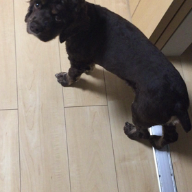 モコナの癖…♪の画像