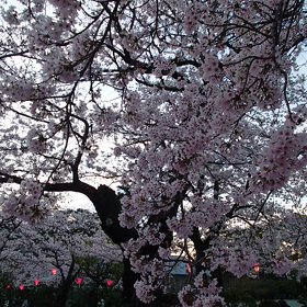 桜の画像