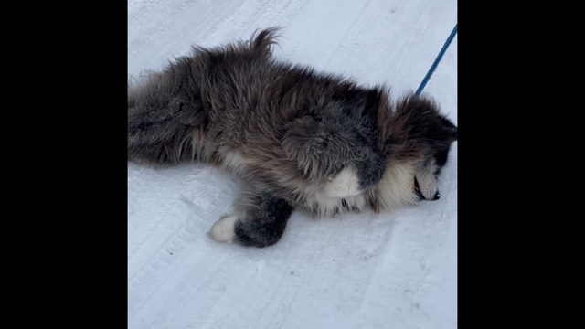 雪が好きなトラさんの記事動画
