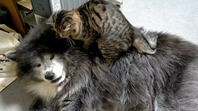 猫のふみふみの記事動画
