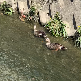カモさんの画像