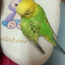 寄り添いメロン♪の画像