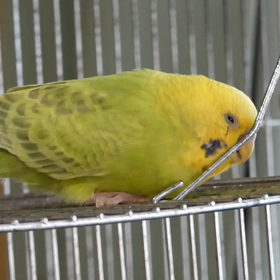 メロンのおしゃべり＆アクロバットの画像