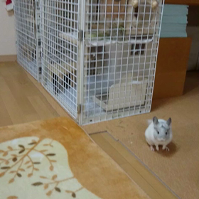 チンチラmofmofの画像