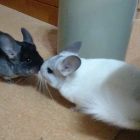 チンチラmofmofの画像