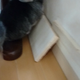 チンチラmofmofの画像