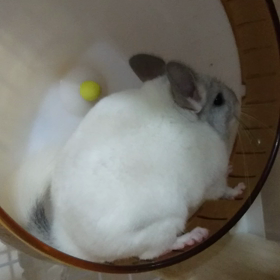 チンチラmofmofの画像