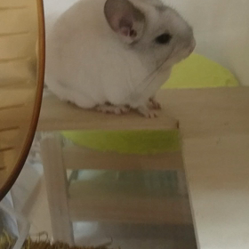 チンチラmofmofの画像