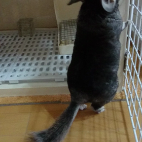 チンチラmofmofの画像