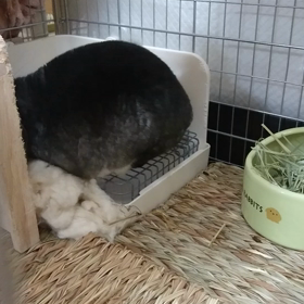 チンチラmofmofの画像