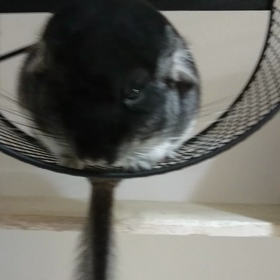 チンチラmofmofの画像