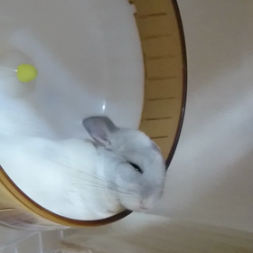 チンチラmofmofの画像