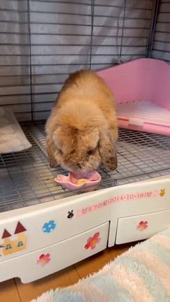 いちごプレート♪(๑ᴖ◡ᴖ๑)♪の記事動画