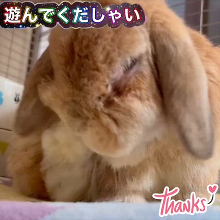遊んでくだしゃい☆*:.｡. o(≧▽≦)o .｡.:*☆の記事動画